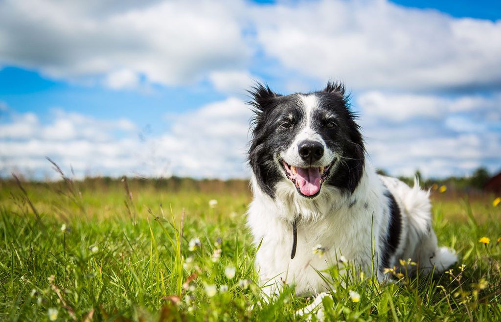 Animal Hospital in Aberdeen, WA | Blue Cross Veterinary Clinic