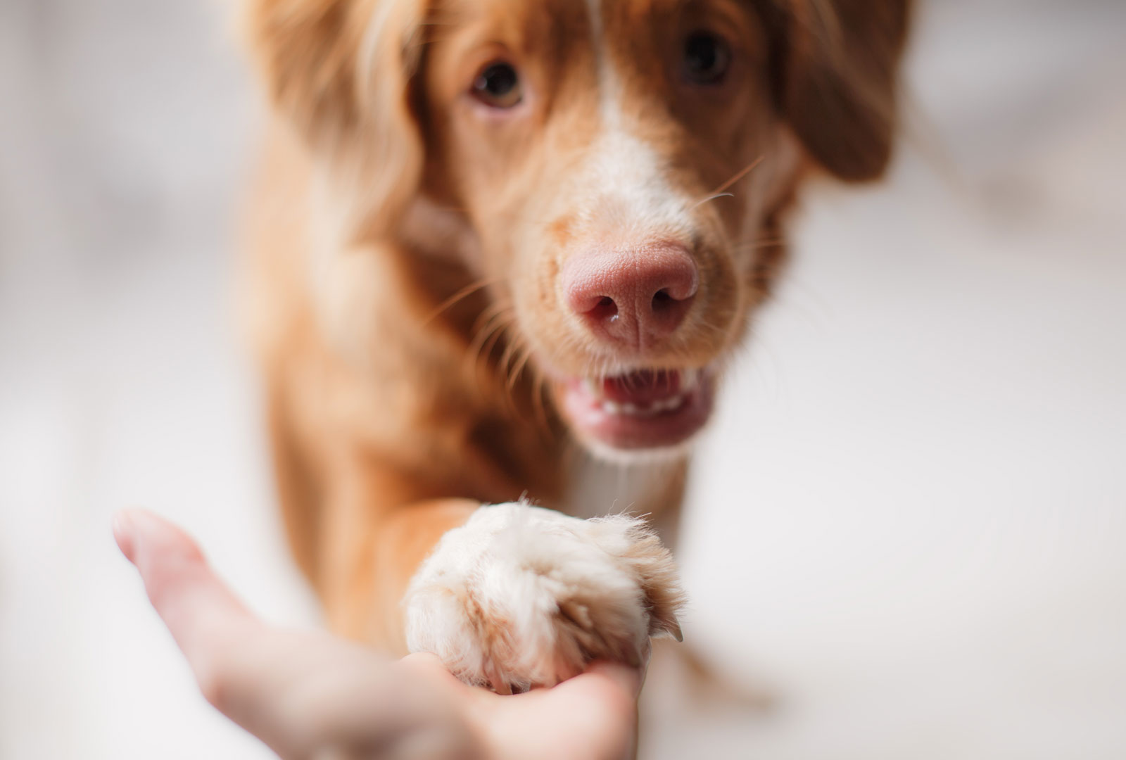Dog putting its paw in a person's hand